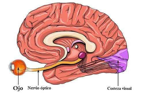 Características do quiasma óptico, anatomia e lesões