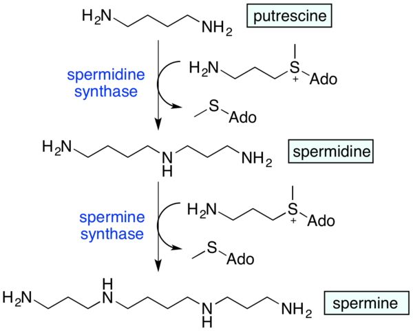 Préparation réactive de Grignard, applications, exemples