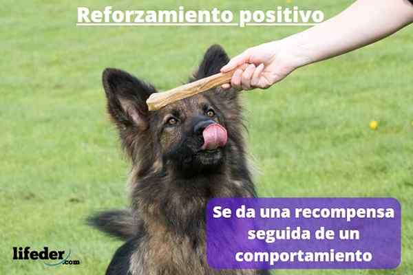 Características de reforço positivo, exemplos, tipos