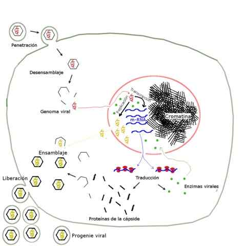 Virale replicatie -eigenschappen, virale replicatiecyclus, voorbeeld (HIV)