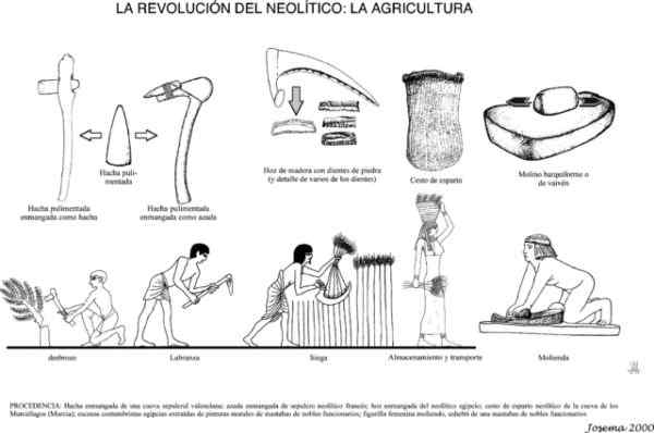 Neolitisk revolusjons opprinnelse, egenskaper, landbruk, husdyr