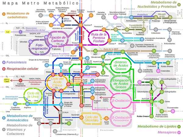 Metabole routes en hoofdroutes