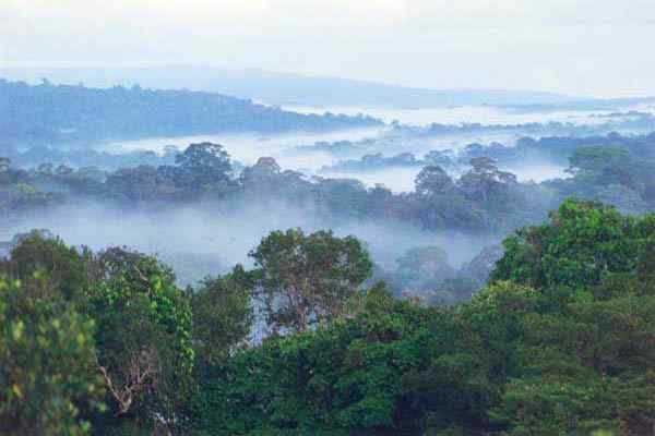 Karakteristik Hutan Perennifolia, Flora, Fauna, Iklim, Bantuan