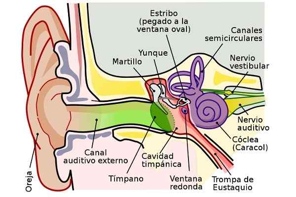 Senso dell'orecchio per quello che è, parti, come funziona