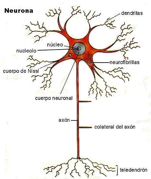 Structure de synapse neuronale, types et comment cela fonctionne