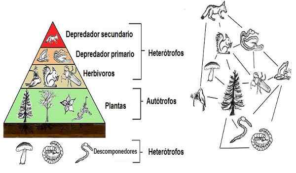 Sinecologia que estudo, exemplos, aplicações