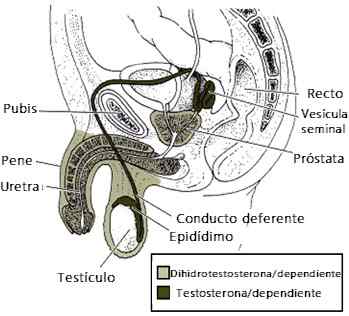 Sintomi di sindrome di Morris, cause, trattamenti