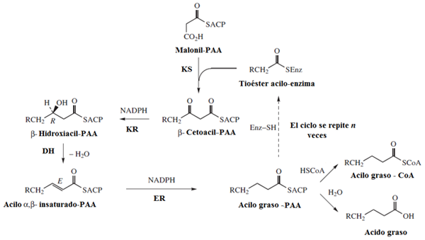 Synthese von Fettsäuren, bei denen es passiert, Enzyme, Stadien und Reaktionen