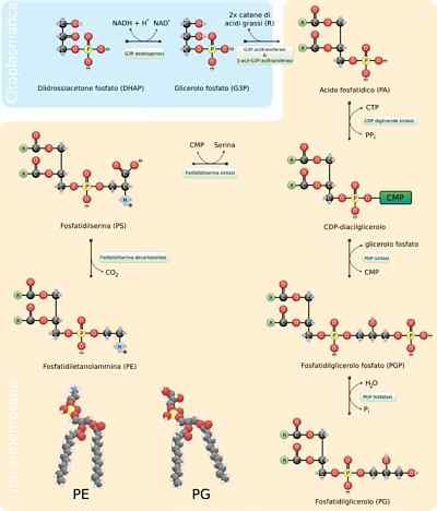 Sintesis tipe lipid dan mekanisme utamanya