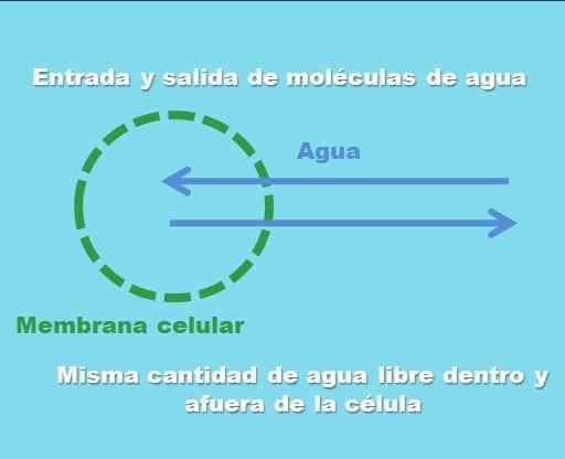 Componenti della soluzione isotonica, preparazione, esempi