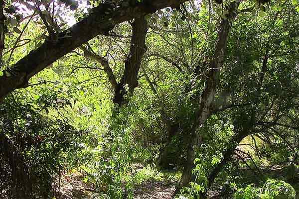 Caractéristiques sotobosques, flore, faune, climat