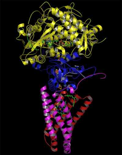 Struktura dehydrogenazy succynato, funkcja, regulacja, choroby