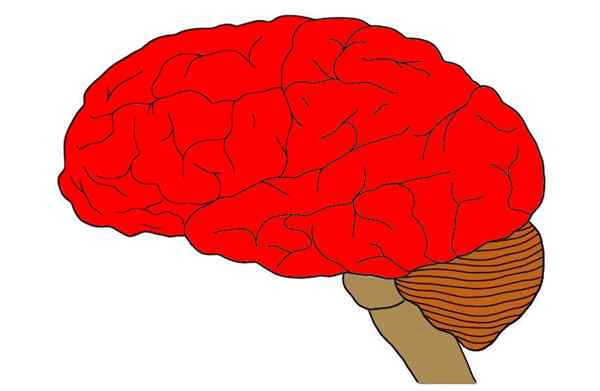 Caractéristiques, pièces et fonctions de Telencephalo