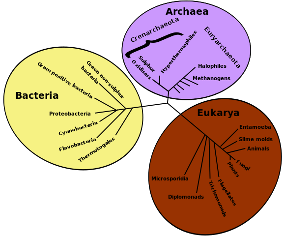 Teori Preevolutionis, Pengarang dan Ideanya