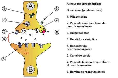 Typy funkcií a charakteristík neurónov