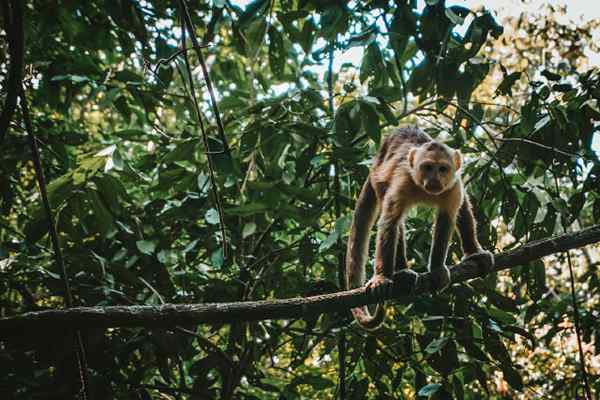 Kawasan bioklimatik Colombia dan ciri -cirinya