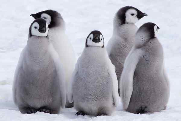 25 animaux de l'Antarctique et ses caractéristiques