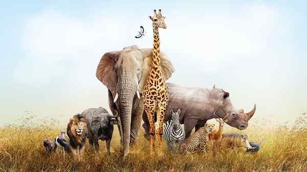 25 živali afriške savane in njegove značilnosti