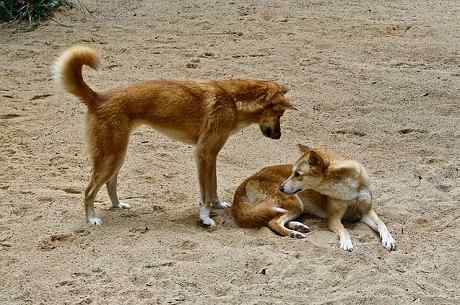 25 animais do deserto e suas características