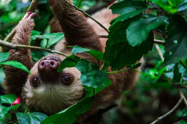 25 Tiere in Gefahr des Aussterbens in Kolumbien