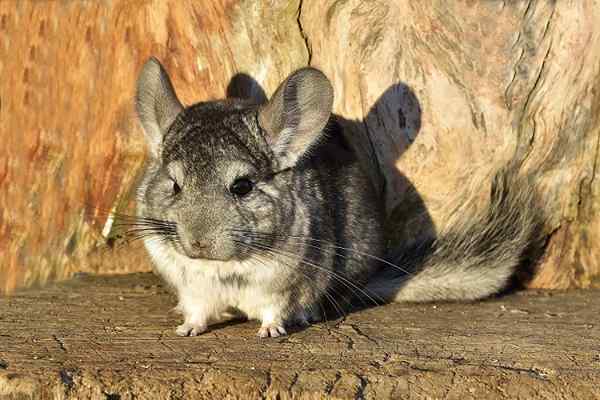 50 chilenische Tiere und ihre Eigenschaften