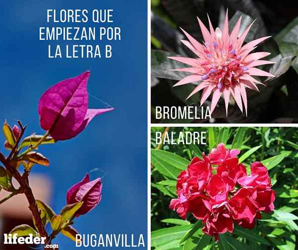 6 flores que começam com B