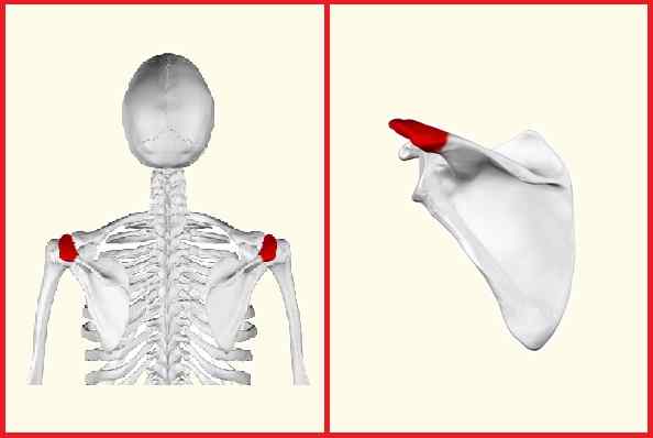 Caractéristiques de l'acromion, types, fonction, pathologies