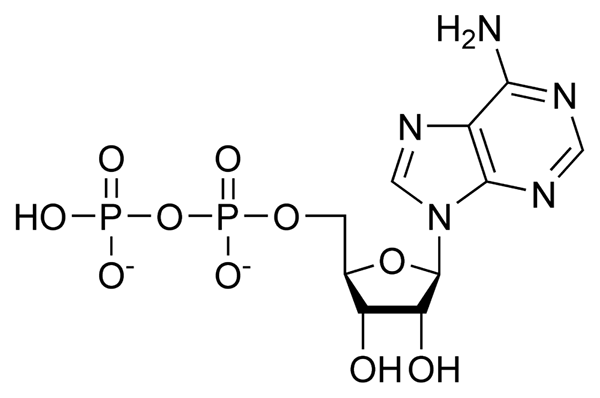 Ciri -ciri, adenosin ADP (diphosphate), struktur dan fungsi