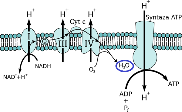 Výroba a význam metabolickej vody