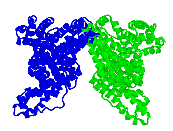 Fungsi albumin, sintesis, kekurangan, jenis