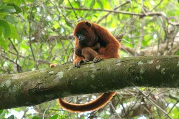 Alouatta Seniculus -egenskaper, livsmiljö, mat, reproduktion