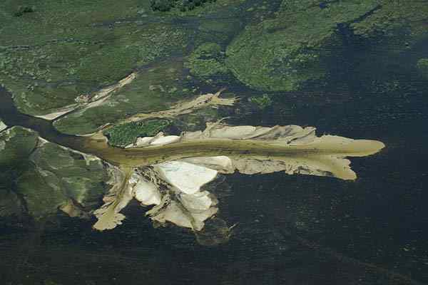 Caratteristiche degli ambienti di transizione, flora, fauna, esempi