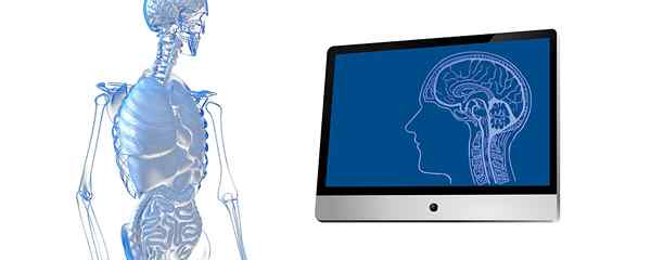 Zgodovina funkcionalne anatomije, objekt študija, metode