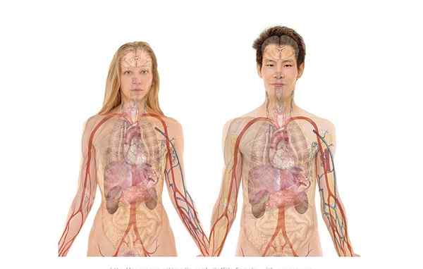 Systemaattinen anatomian historia, mitä tutkimuksia, tekniikoita, menetelmiä