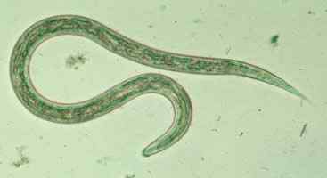 Ancylostoma Duodenale -kenmerken, morfologie, symptomen