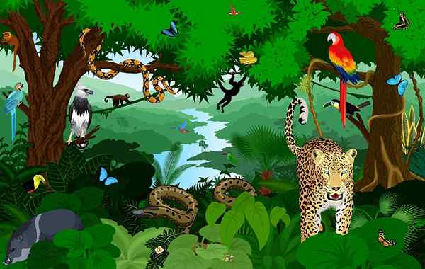 Jungle -dieren