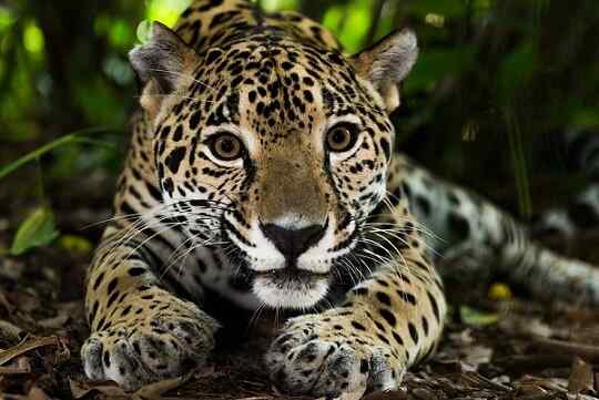 Amazon Animals 30 Sällsynta och farliga arter