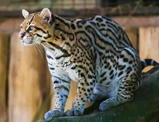 Dieren met uitsterven in Jalisco en oorzaken