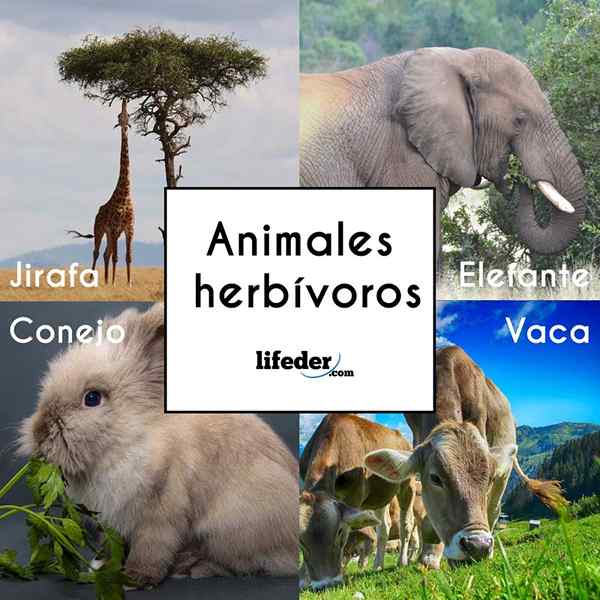 Herbivore dierenkenmerken, soorten, voorbeelden