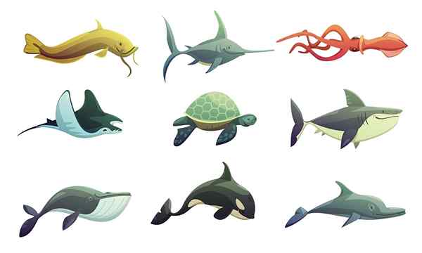 Caractéristiques des animaux marins, types, exemples