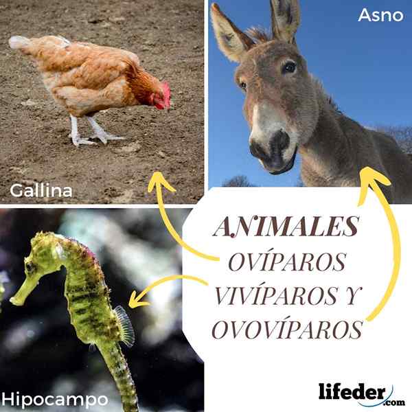 Oviparösa, levande och ovíviviparösa djur (med exempel)
