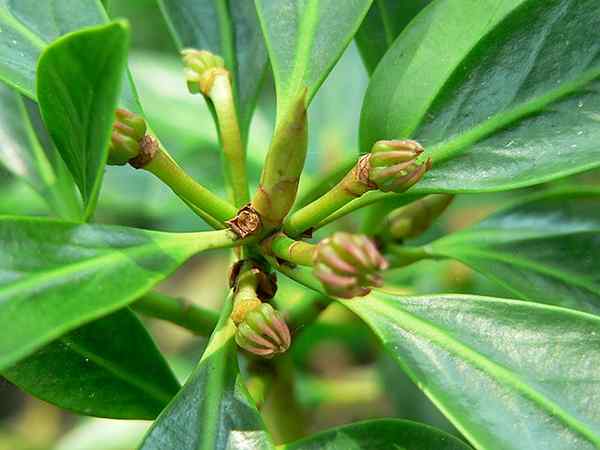 Fitur bintang anis, habitat, budidaya, perawatan