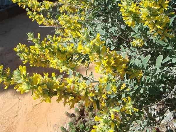 Anthyllis Características citisóides, habitat, cuidado, doença