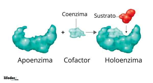 Caratteristiche di supporto, funzioni ed esempi