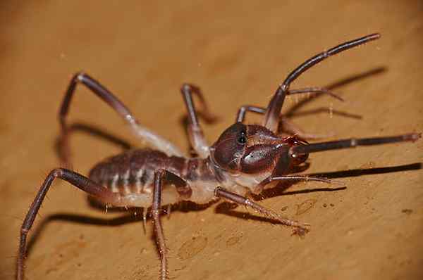 Caratteristiche del ragno cammello, habitat, riproduzione, comportamento