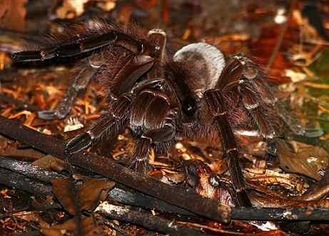 Características de aranha do Golias, habitat, reprodução, nutrição