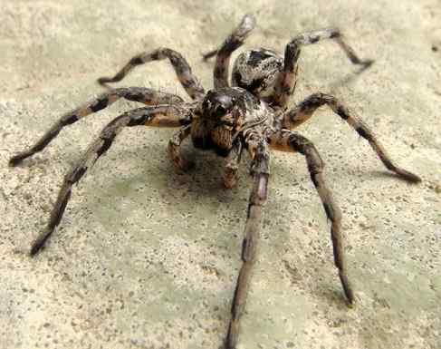 Caractéristiques de Wolf Spider, habitat, reproduction, comportement