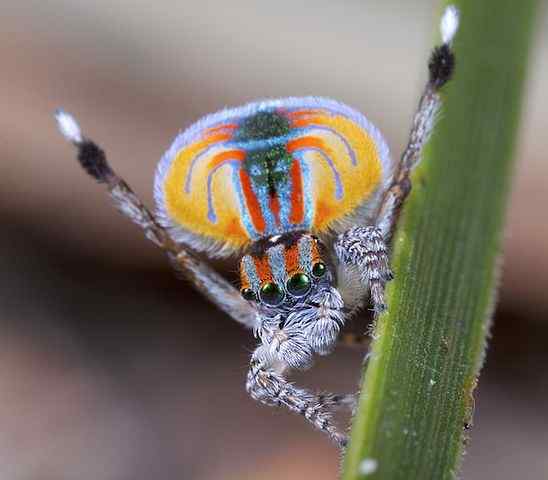 Aranha de peru real, habitat, reprodução, comportamento