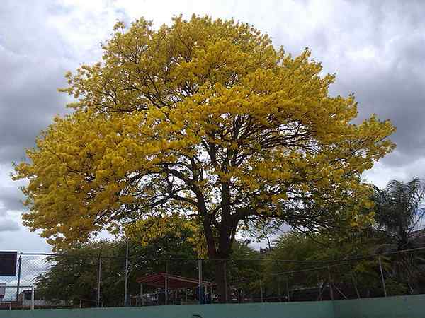 Ciri -ciri Araguaney, Habitat, Penjagaan, Kegunaan