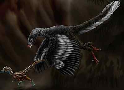 Caractéristiques archéopteryx, habitat, nutrition, reproduction